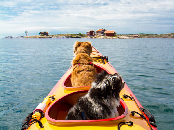 6 Tips for Kayaking With Your Dog