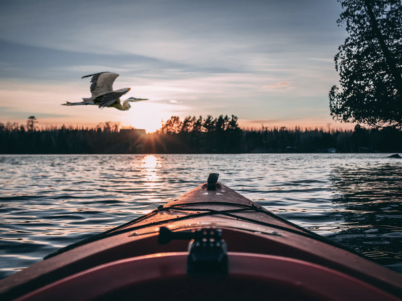 Take a Walk on the Wild(life) Side...Birding in Your Kayak